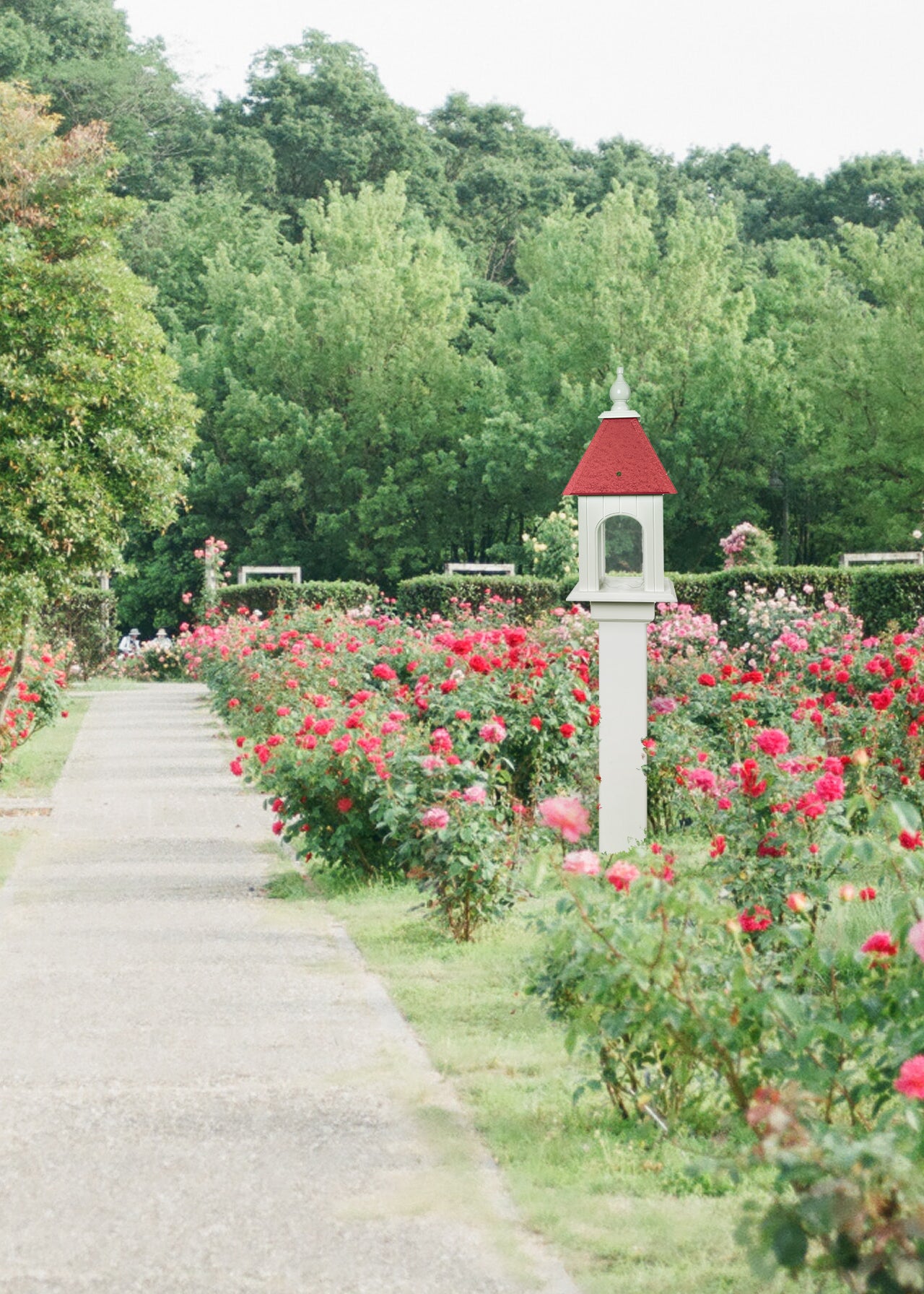 Camellia Feeder